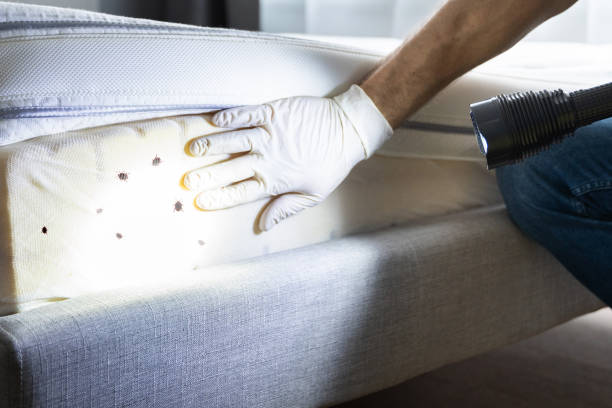 Best Ant Control Services  in , KS